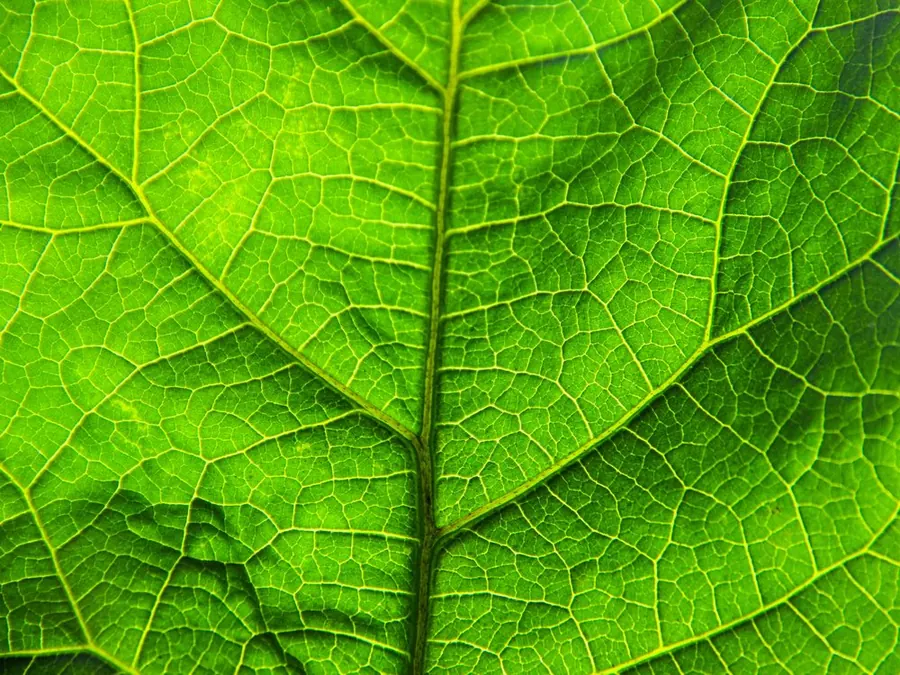 Ein Blatt im Gegenlicht, formatfüllend: die Hauptader läuft durch die Mitte, von ihr zweigen immer feinere Adern in ein Netz ab, das die ganze Fläche trägt.