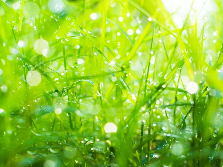 Gras im Gegenlicht, ganz nah: an den Halmen hängen unzählige Tropfen, dahinter lösen sich weitere zu hellen Kreisen auf.