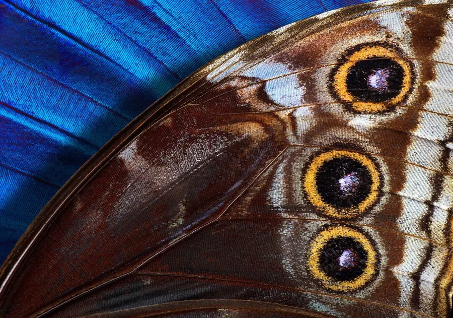 Nahaufnahme eines Schmetterlingsflügels: braune Schuppenfelder mit Augenflecken, dazwischen Partien in leuchtendem Blau.