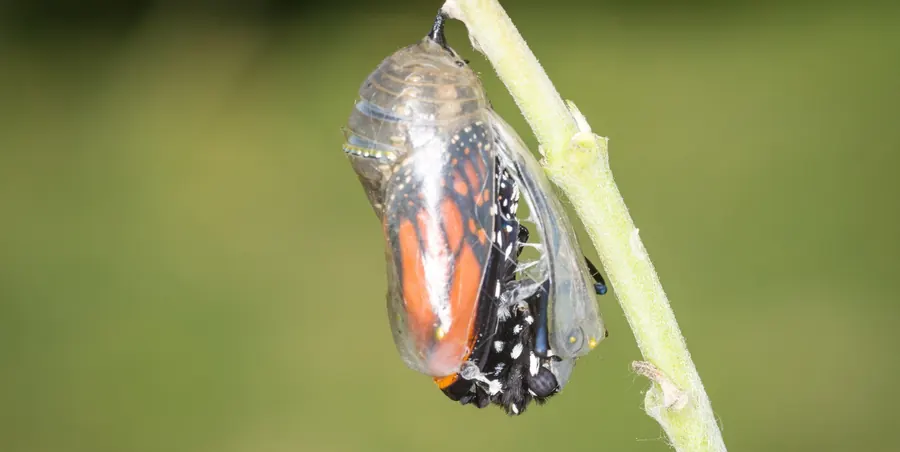 Eine Schmetterlingspuppe an einem Stengel, kurz vor dem Schlupf: Durch die durchsichtig gewordene Hülle sind die gefalteten Flügel mit ihrer orangen und schwarzen Zeichnung schon zu sehen.