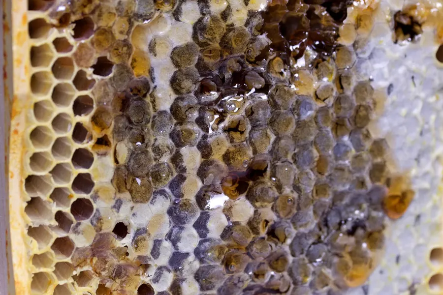 Eine Honigwabe auf verwittertem Holz: sechseckige Zellen, ein Teil gedeckelt, ein Teil offen und mit Honig gefüllt, zwei Bienen darauf.